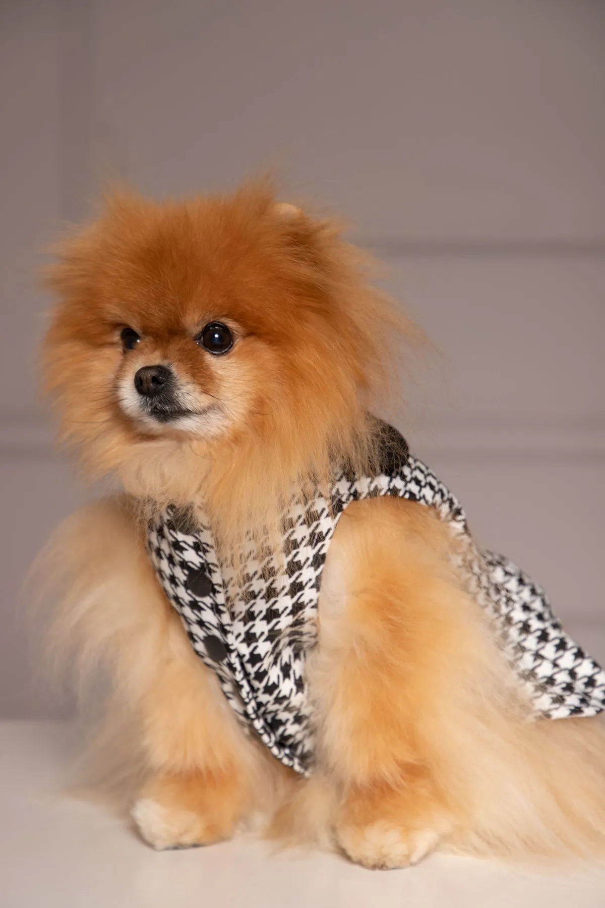 HOUNDSTOOTH DOG DRESS